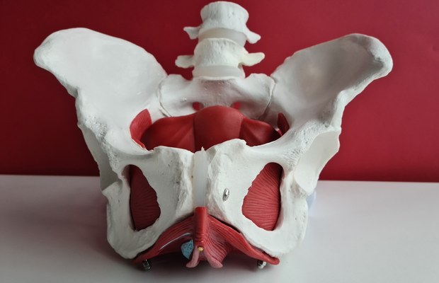 Anatomy of female pelvis showing skeleton and muscles