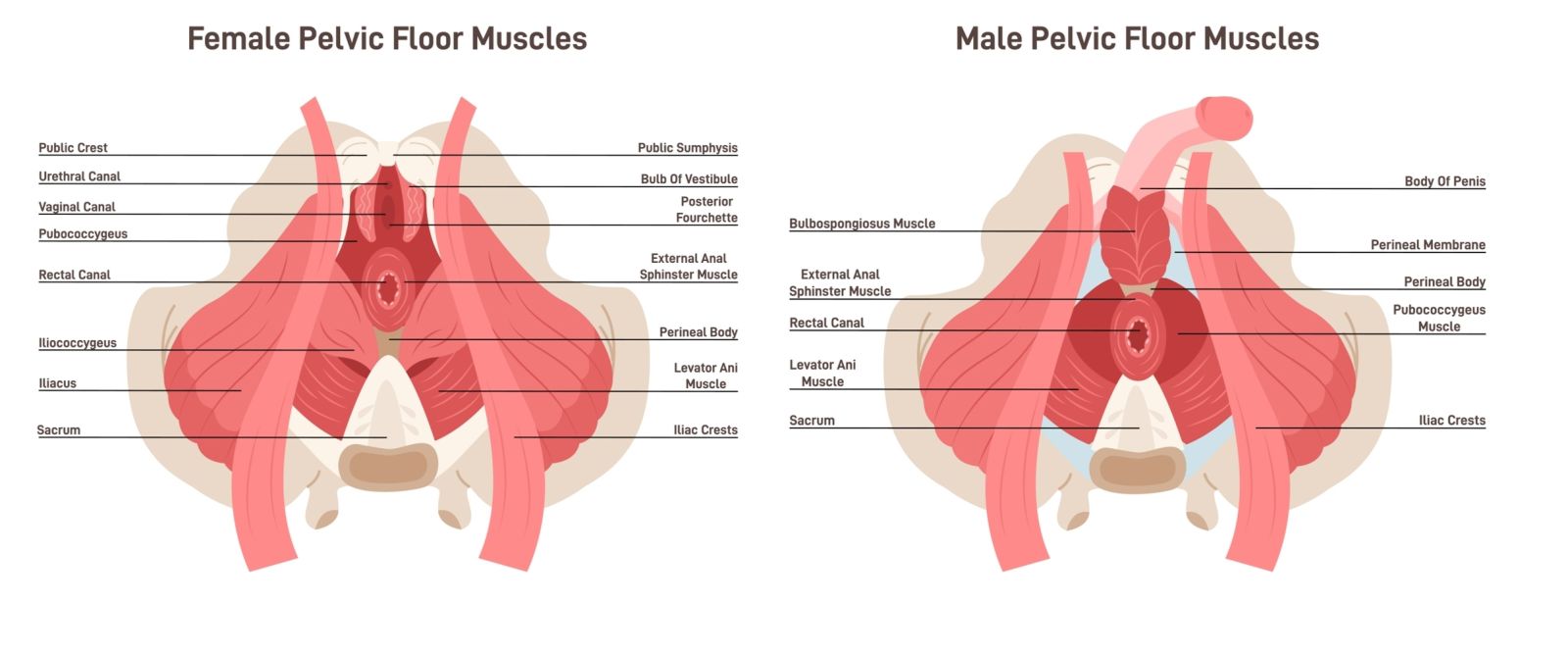 Anatomy of female and male pelvic floor muscles
