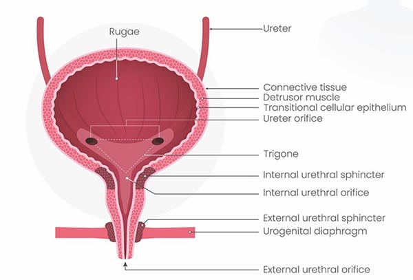 Bladder and ureters: an anatomy refresher