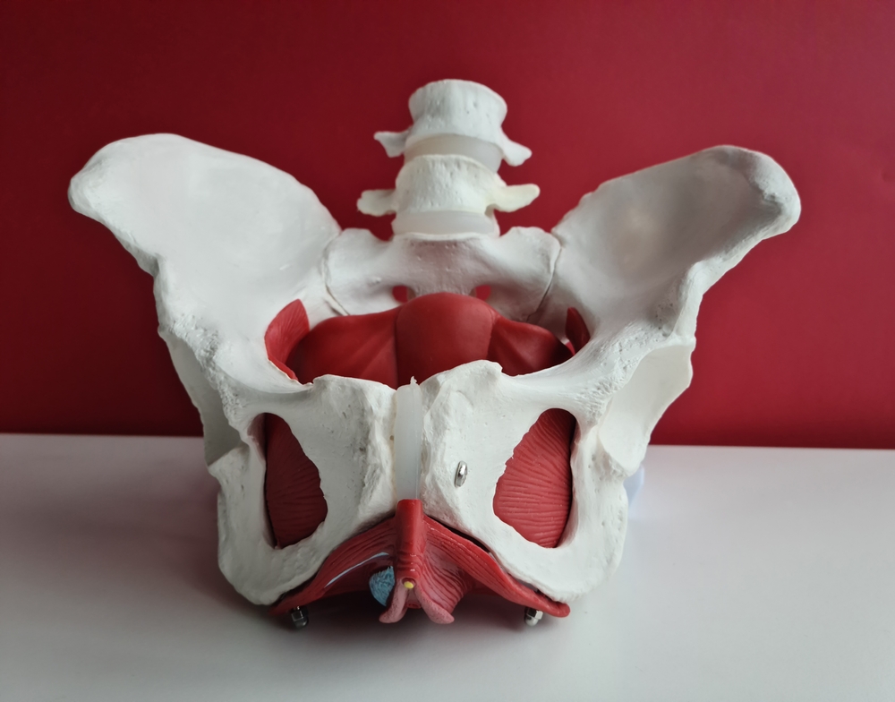 Pelvic floor muscles: an anatomy refresher