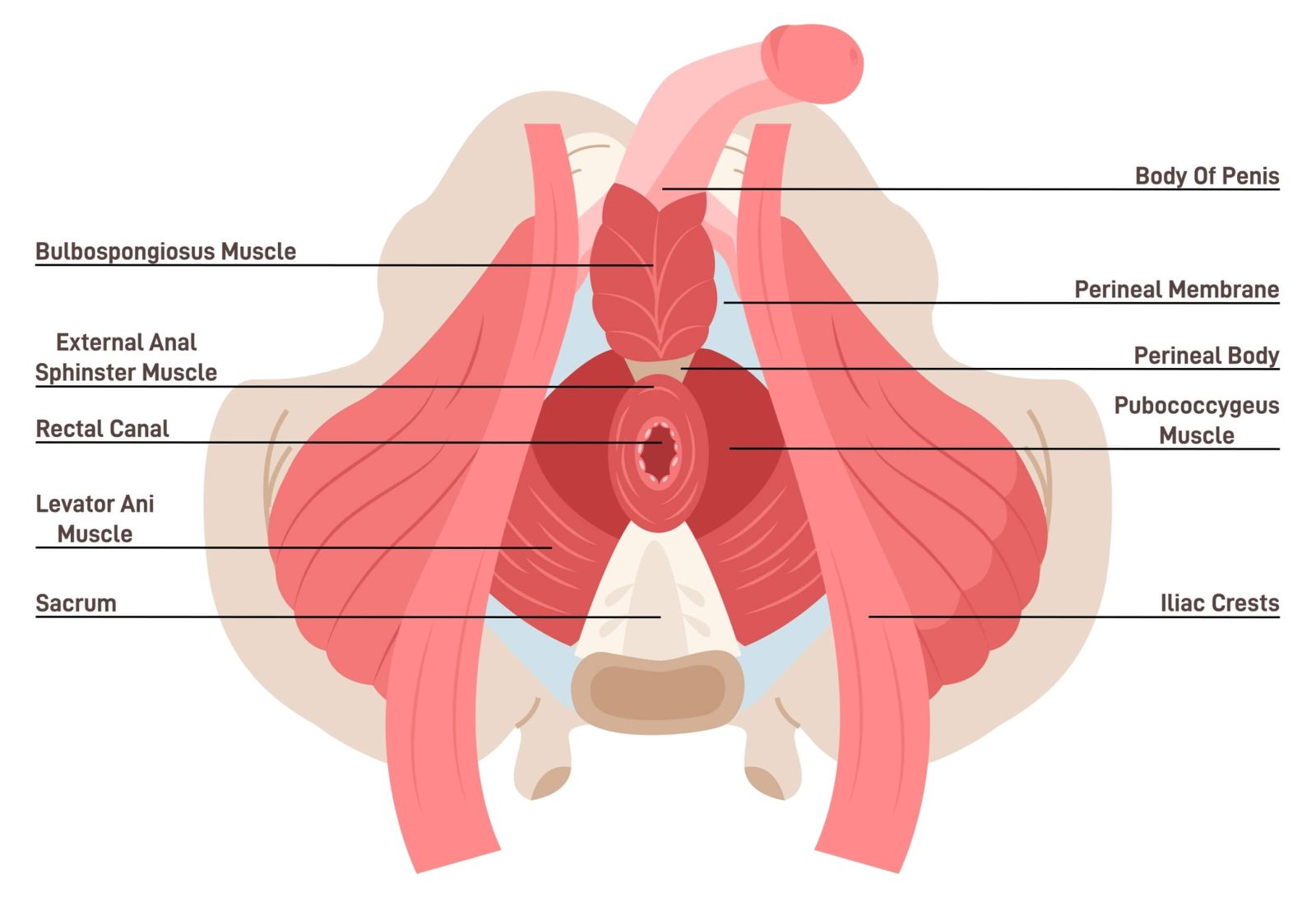 Anatomical considerations and continence following prostate surgery